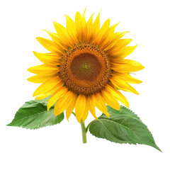 Obraz premium Vibrant sunflower with leaves
