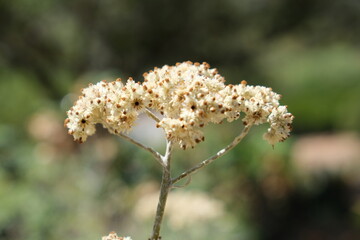 Close-up of Helichrysum petiolare in Karoo Desert Botanical Garden
