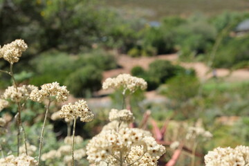 Vibrant Helichrysum Splendidum in Karoo Desert Botanical Garden