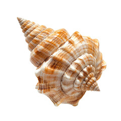 Obraz premium Close-up of a spiral seashell, light brown and beige, intricate patterns