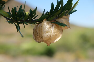 Widdringtonia Conifers in Karoo Desert Botanical Garden