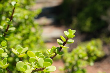 Portulacaria Afra in Karoo Desert Botanical Garden Close-Up
