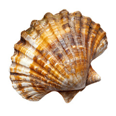 Fototapeta premium Close-up of a sea shell, displaying intricate patterns