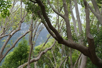 Lush Tree in Kirstenbosch National Botanical Garden