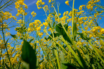 Low angle view, under plant of beautiful yellow flowering rapeseed canola, or colza blossom, plant...