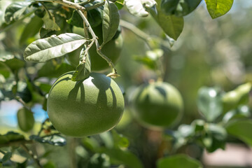 Green Citrus Fruits Grow on a Tree in a Sunny Garden Setting Surrounded by Lush Leaves During the Summer Season