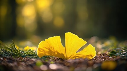 Bright Yellow Ginkgo Leaf on Forest Floor with Soft Natural Light