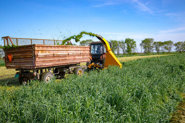 Tractor with mounted machine forage harvester as cutting green crop for silage