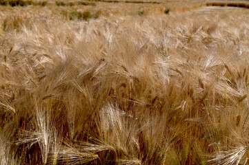 Barley (Hordeum vulgate) with ears