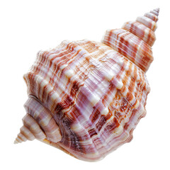 Fototapeta premium Close-up of a spiral seashell with vibrant colors