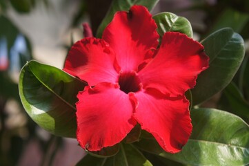 Obraz premium The beauty of red frangipani flowers close up