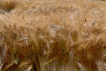 Barley (Hordeum vulgate) with ears