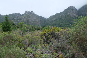 Lush Fynbos Vegetation at Kirstenbosch Botanical Garden
