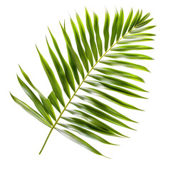 Fototapeta premium Detailed palm leaf, vibrant green, sharp edges