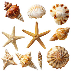 Assorted seashells and starfish