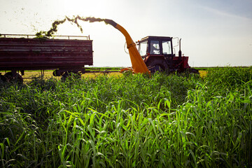 Tractor with mounted machine forage harvester as cutting green crop for silage
