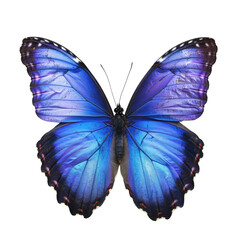 Obraz premium Vibrant blue butterfly, detailed wings (1)