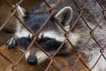 two raccoons in a zoo cage eating food, holding dry food in their paws, wild animals raccoons...