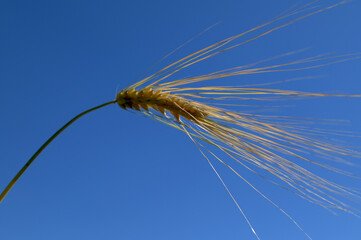 Barley (Hordeum vulgate) with ears