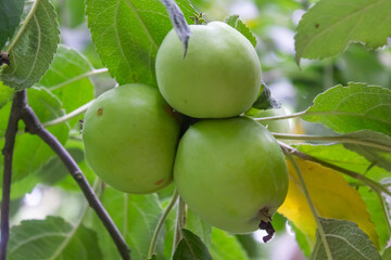 green apples growing on apple tree, branch with apples close-up, garden