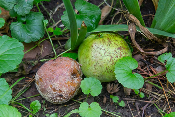 green apple and rotten apple close up on grass