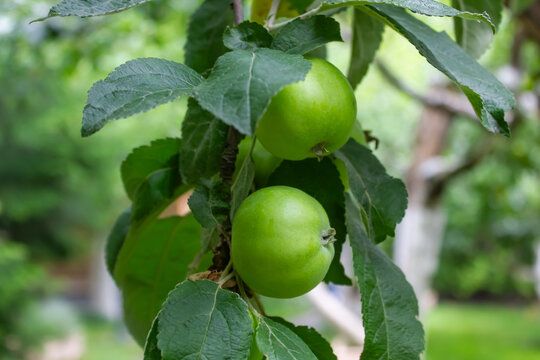 green apples growing on apple tree, branch with apples close-up, garden