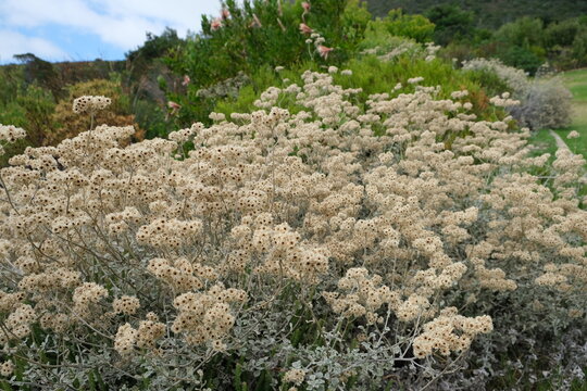 Helichrysum petiolare in Kirstenbosch Botanical Garden