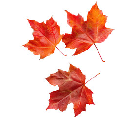 Obraz premium Three vibrant autumn leaves against a black background