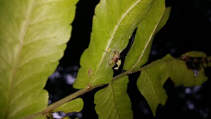 Golden jumping spider. Salticidae, ordo Araneae, phanias. Prostheclina pallida .Perfect for documentaries about tropical rainforests and World Nature Conservation Day on July 28th.