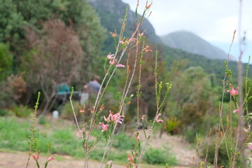Vibrant Erica Wildflowers in Kirstenbosch Botanical Garden