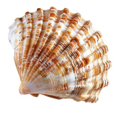 Fototapeta premium Close-up of a scallop shell, displaying intricate, ribbed patterns in warm tones