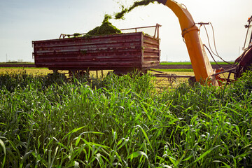 Tractor with mounted machine forage harvester as cutting green crop for silage