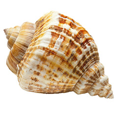 Obraz premium Close-up of a sea snail shell, exhibiting intricate, swirling patterns of beige, tan, and brown hues