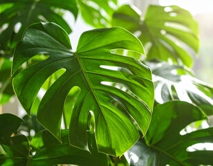 A macro shot of a Monstera plant in natural daylight