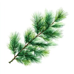 Watercolor pine branch