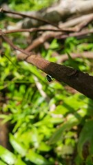 Hermetia illucens perches on a brown tree trunk. Shot in the forest. Black soldier fly. Perfect for...