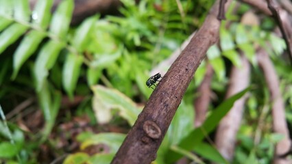 Hermetia illucens perches on a brown tree trunk. Shot in the forest. Black soldier fly. Perfect for documentaries about tropical rainforests and World Wildlife Conservation Day on December 4th.