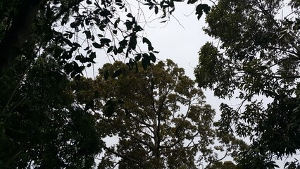 View of tree leaves and sky. background, wallpaper. Perfect for documentaries about tropical rainforests and World Environment Day on June 5th.