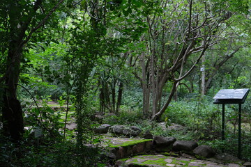 Vachellia xanthophloea in Lowveld National Botanical Garden