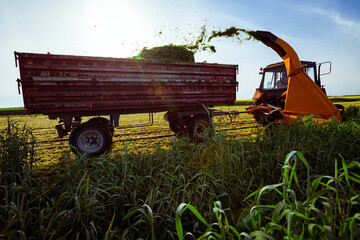 Tractor with mounted machine forage harvester as cutting green crop for silage