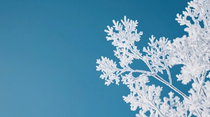 White frost and blue winter sky adorn snow-covered tree branches in a cold forest landscape
