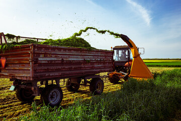 Tractor with mounted machine forage harvester as cutting green crop for silage