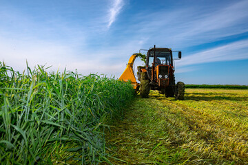 Tractor with mounted machine forage harvester as cutting green crop for silage
