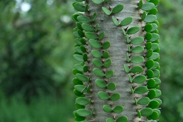 Euphorbia cooperi: Thorny Green Marvel of Lowveld Botanical Garden