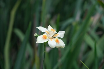 Vibrant Yellow Dietes Bicolor Flower Close-Up in Lowveld Garden