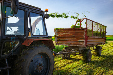 Tractor with mounted machine forage harvester as cutting green crop for silage