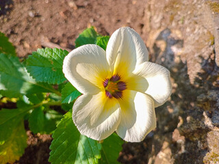 white and yellow flowers