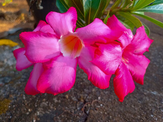 pink and yellow flower