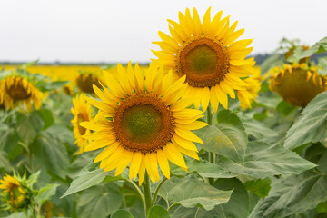 Obraz premium flowers sunflowers close-up on the field, two sunflowers, sunflower in the hand of a person