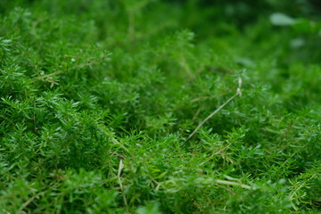 Macro Close-Up of Galium Plant in Lowveld Botanical Garden